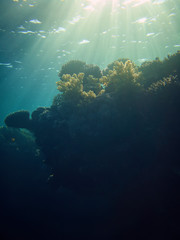 Stunning underwater photo of coral reefs from deep
