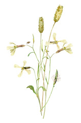 A small bouquet of wild yellow herbs on a white backgroundFor greetings, invitations, weddings, birthdays and mother's day