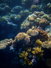 underwater photo of coral reefs in red sea