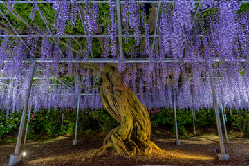 Wisteria flowers in spring