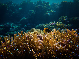 Fototapeta na wymiar close up underwater photo of Diagonal butterflyfish hiding in coral reefs