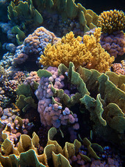 close up underwater photo of coral reefs in red sea