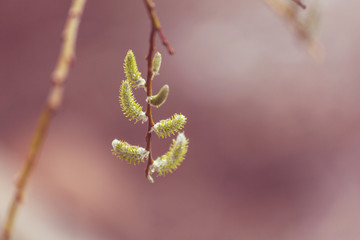 Spring buds