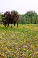 Wild flowers and trees in the park
