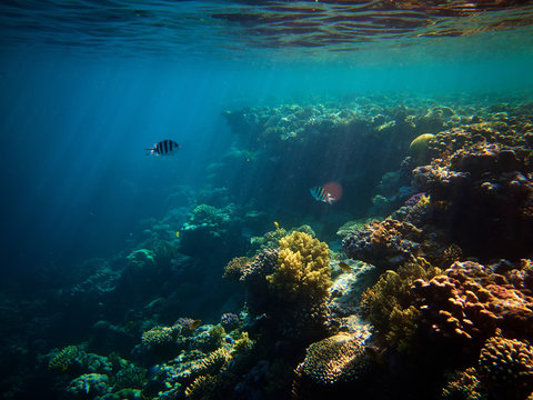 underwater photo of coral reefs and few Sergeant major fishes in red sea