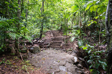 熱帯雨林の公園