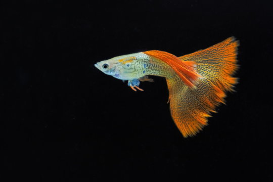 fancy guppy fish colorful white and orange colours in fresh water glass tang on black background.