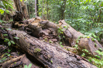 熱帯雨林の公園
