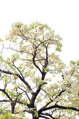 Tree branch isolated on white background.