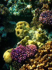 Naklejka na ściany i meble close up underwater photo of coral reefs in red sea