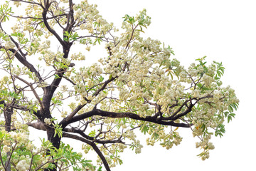 Tree branch isolated on white background.