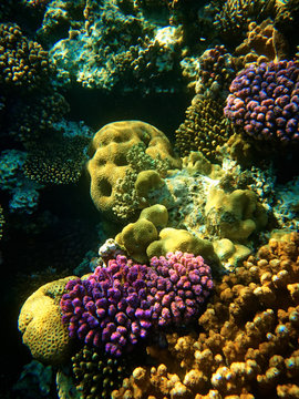close up underwater photo of coral reefs in red sea