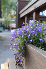 The beautiful blue flowers and fence
