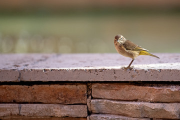 Palmwaldsänger (Setophaga palmarum)