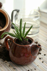 Cactus seating, pot teapot brown, landscaping