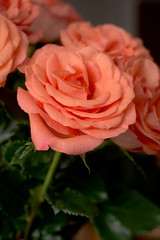 Rosas coral 11