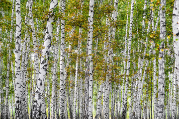 yellow birch forest, late autumn nature landscape