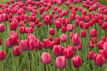 red tulips on the flowerbed pattern big depth of field
