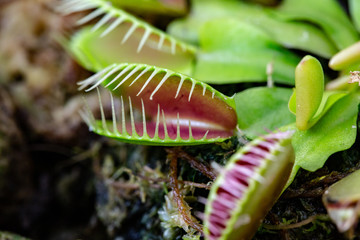 Nepenthes or monkey cup close up showing a natural trap for catching insects as foods. Carnivorous plant growing in a botanical garden in Northern Thailand.