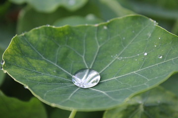leaf
