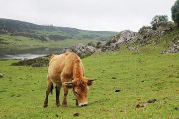 A cow in Covadonga lagos National park Picos de Europa, Spain