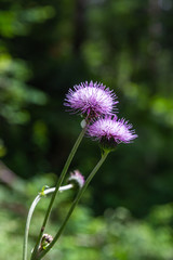 Carthamus lanatus is a species of thistle known as woolly distaff thistle, downy safflow or saffron thistle