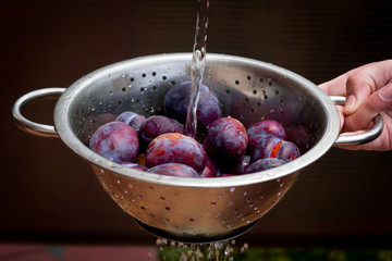 Colander with ripe juicy plums in female hands ,washing fruits before eating
