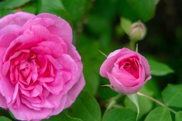 pink rose in garden　　薔薇