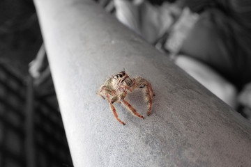 Macro close up of tropical arachnid spiders in the wild arachnophobia