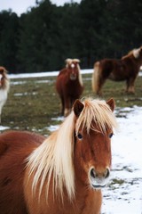 Fototapeta premium Little pony