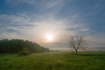 Fototapeta premium Morning landscape with lonely tree on meadow