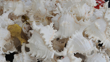 Shells in stores