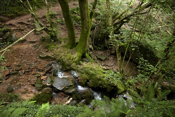Naklejka premium Forest waterfall, small mountain stream, stones covered with green moss