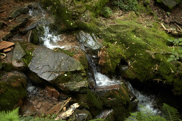 Obraz premium Forest waterfall, small mountain stream, stones covered with green moss