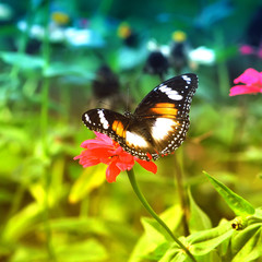 butterfly on flower