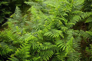 Fototapeta na wymiar Green fern leaves. Flora of the Pyrenees