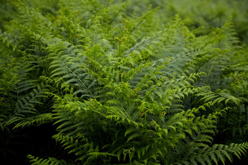 Green fern leaves. Flora of the Pyrenees