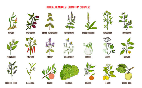 Best herbal remedies for motion sickness