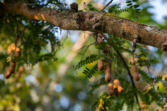 Fruits of tamarind tree on the branch