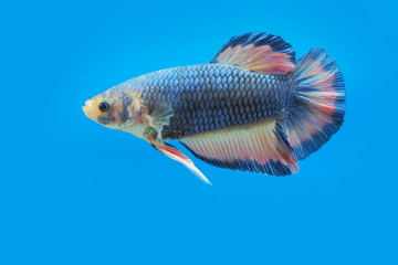 Beautiful Plakat siam betta fish in fresh water glass tank on blue background, aquatic pet fish in thailand.