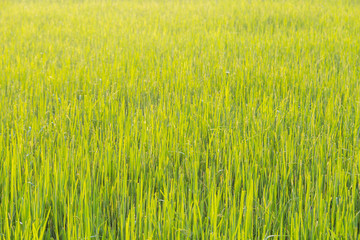 Green wheat field with morning light