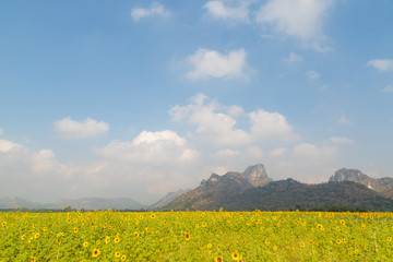 Sunflowers on sunflowers field