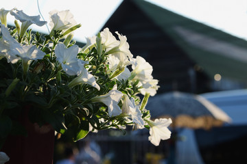 Petunia flowers in hanging pots