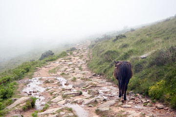 Wild brown horse (pottok) walking on La Rhune mountain hiking trail, breed native to the Pyrenees of the Basque Country (France/Spain)