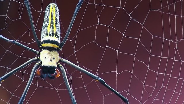 A Golden silk orb-weaver Spider's  web against a red background. The spider launches a lightening attack on an unseen creature and instantly exits the frame.