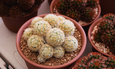 Cactus and succulent in pots