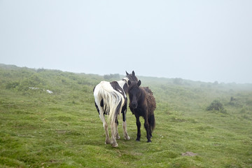 Wild horses grazing on La Rhune mountain in the Basque Country, France