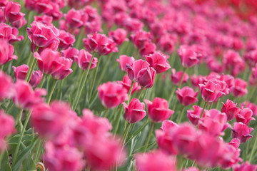 Obraz na płótnie Canvas pink tulips pattern small depth of field