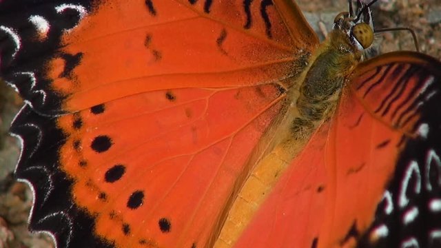 A macro of a large orange butterfly slowly moving it's wings.