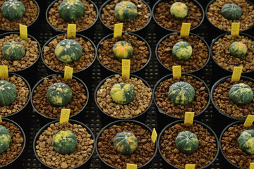 Cactus and succulent in pots